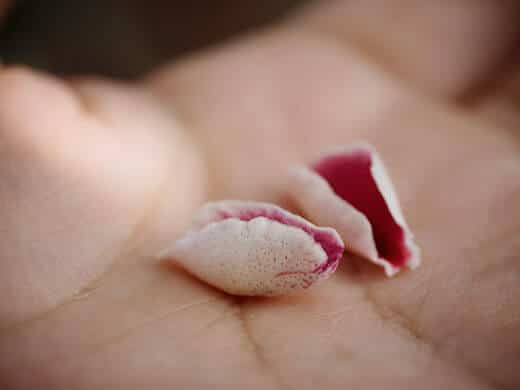 Feijoa petals