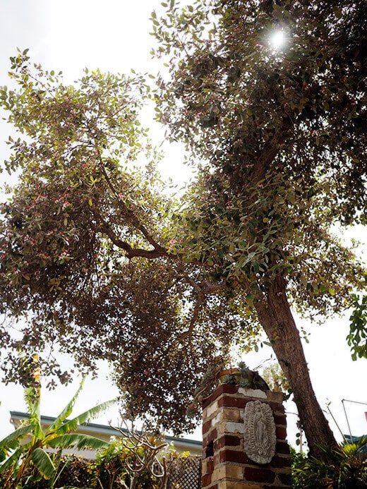 Mature feijoa tree