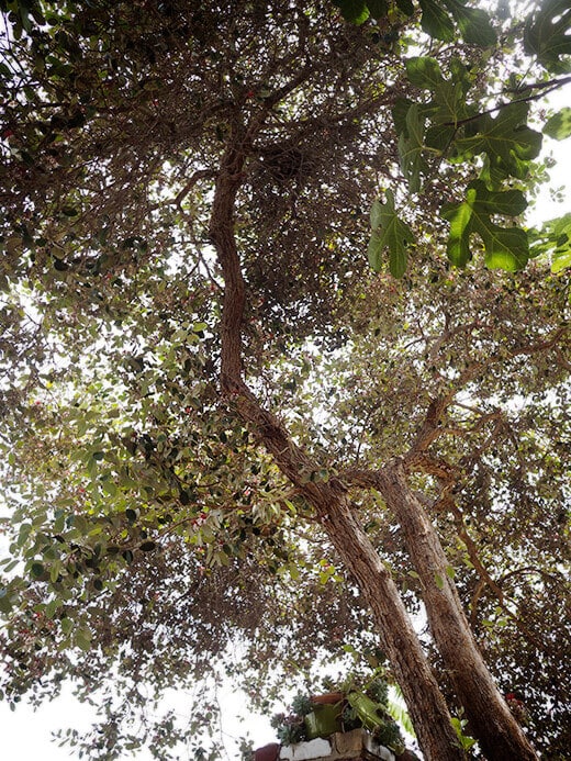Feijoa shrub trained into a large tree