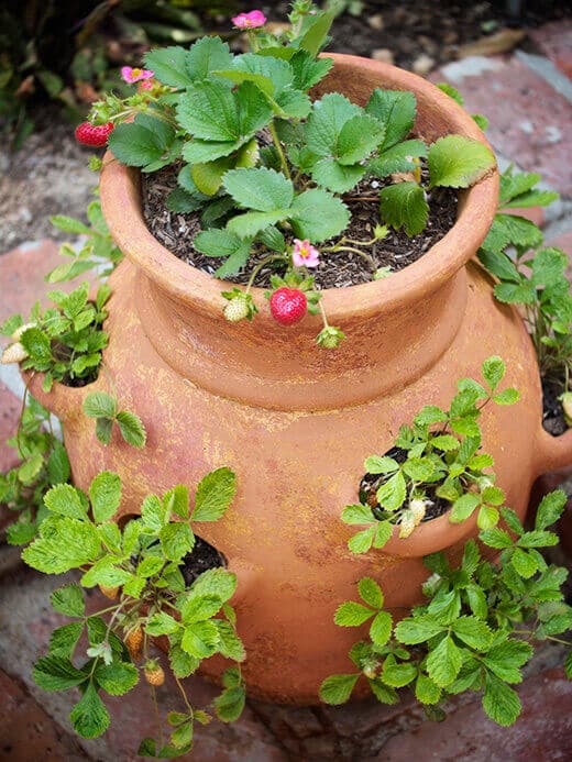Red and yellow strawberries in a pot