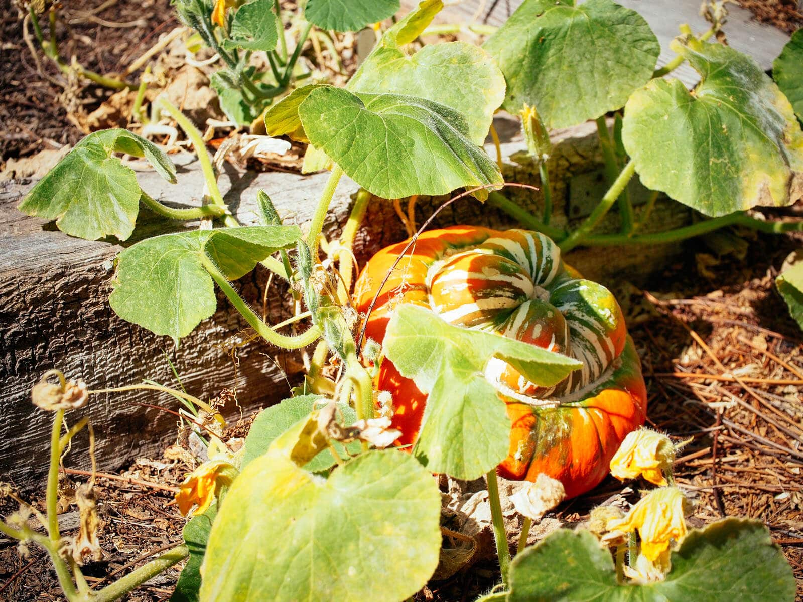 Fully mature winter squash on a vine