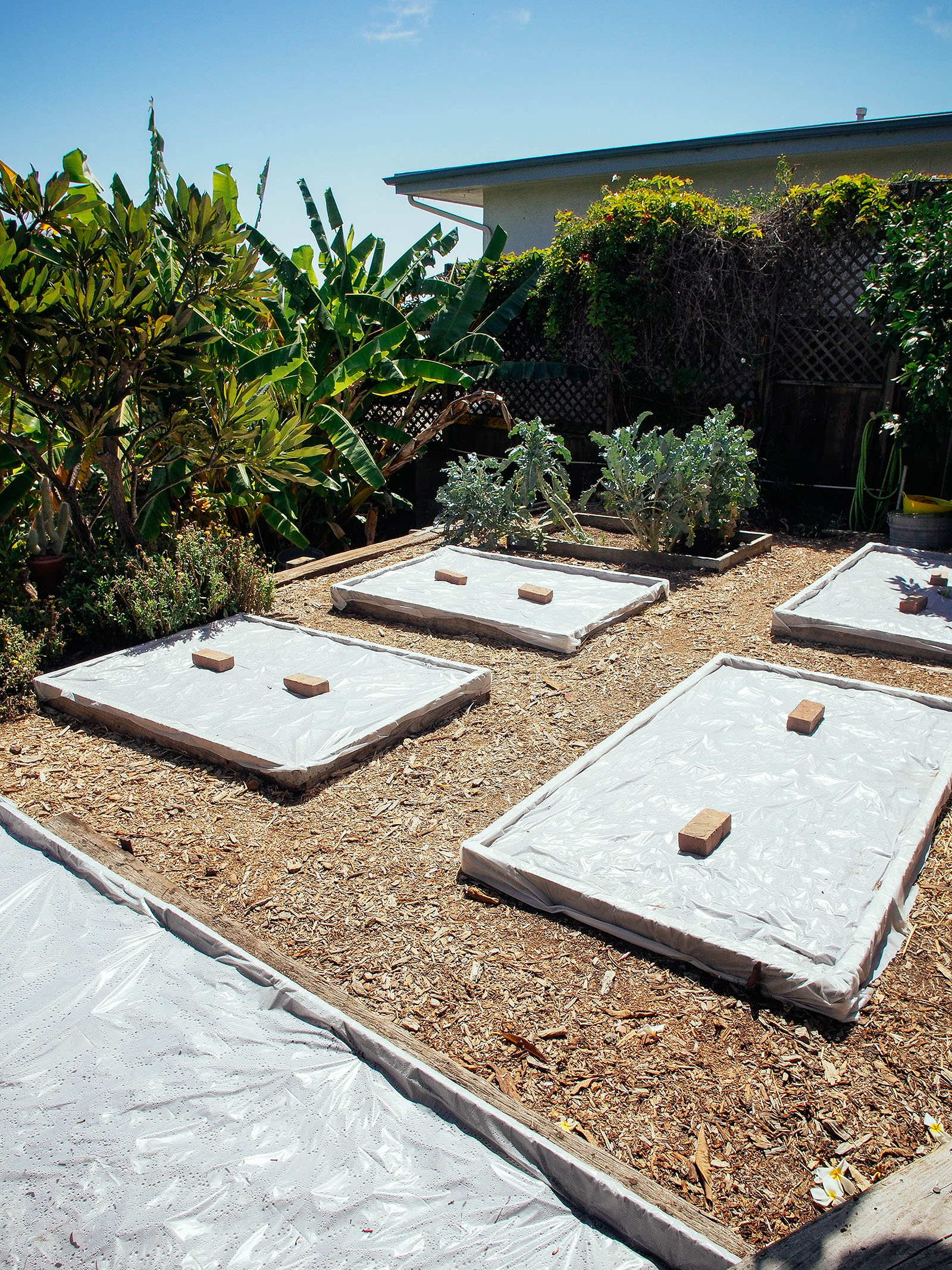 Soil solarization in raised beds