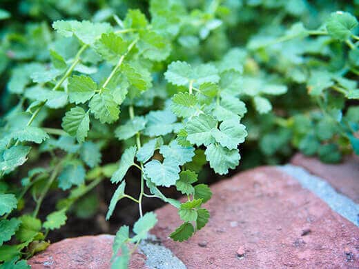 Delicate salad burnet leaves with a cucumber-like flavor