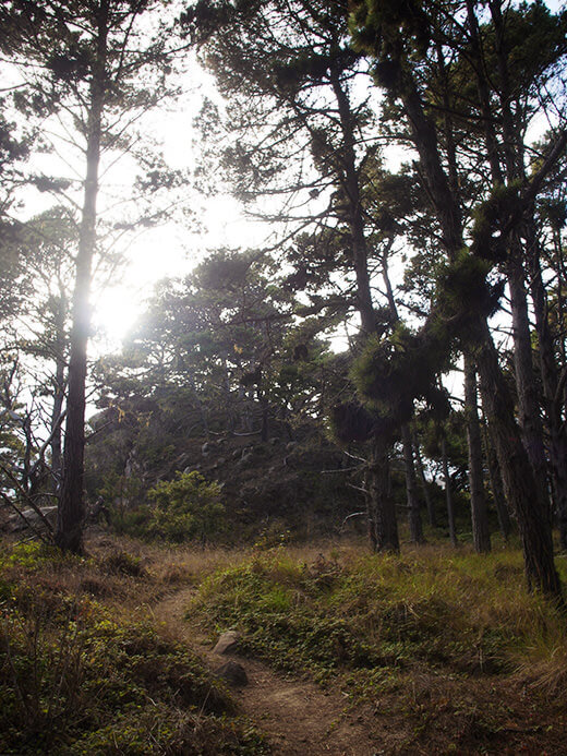 One of the many trails winding around Salt Point