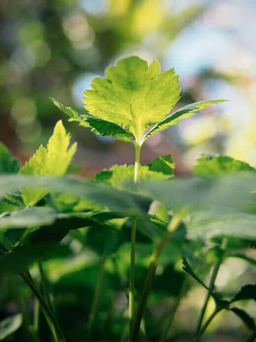 Mitsuba: the Japanese parsley