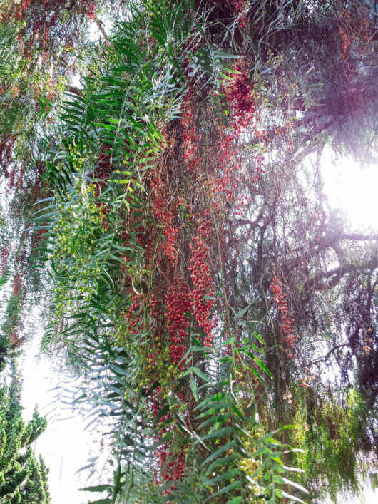 Pink Peppercorns: A Gourmet Spice Growing in the Backyard