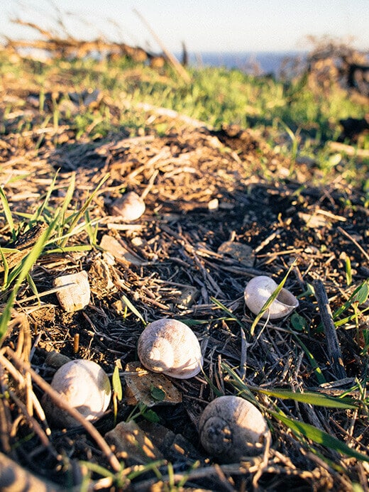 Seashells on the trail