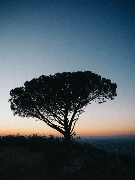The Wisdom Tree at sunset