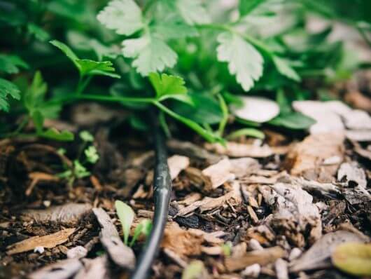 Drip irrigated herbs