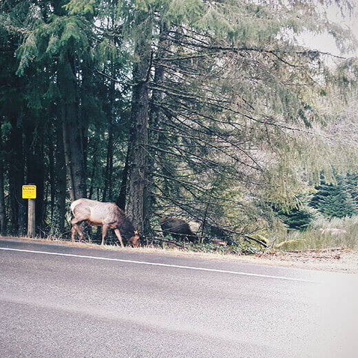 Elk by the roadside