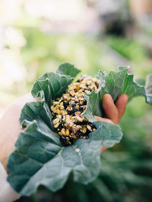 Chicken-keeping tips and tricks: collard wraps