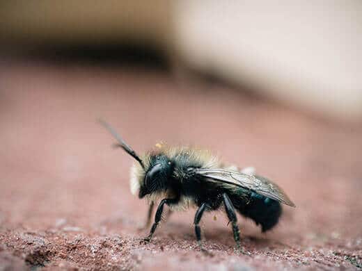 Let's talk about native bees and why we need them