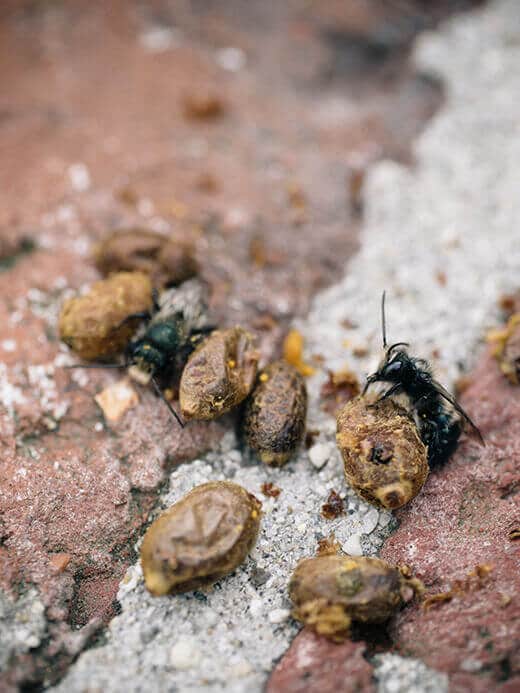 Gentle solitary bees with cocoons