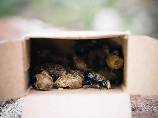 Native bees and cocoons