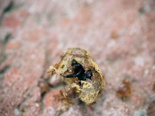 Solitary bee emerging from cocoon