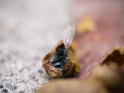 Native bee emerging from cocoon