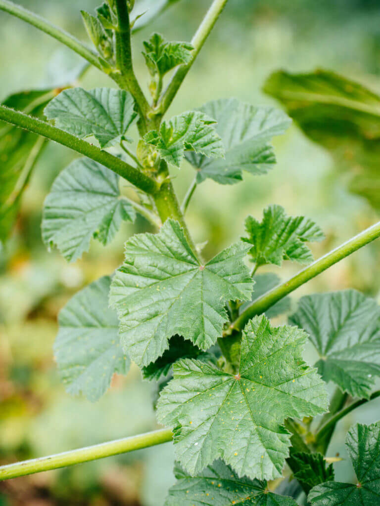 Mallow Weed: The Wild Edible That’s Also a Love Potion