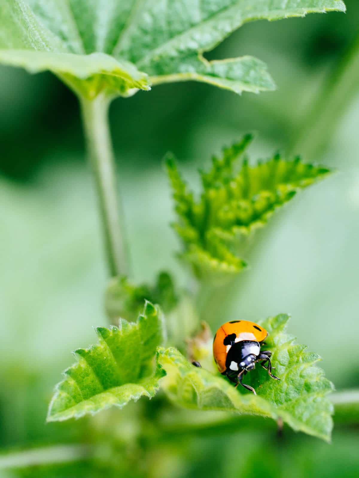 Ladybug on little mallow