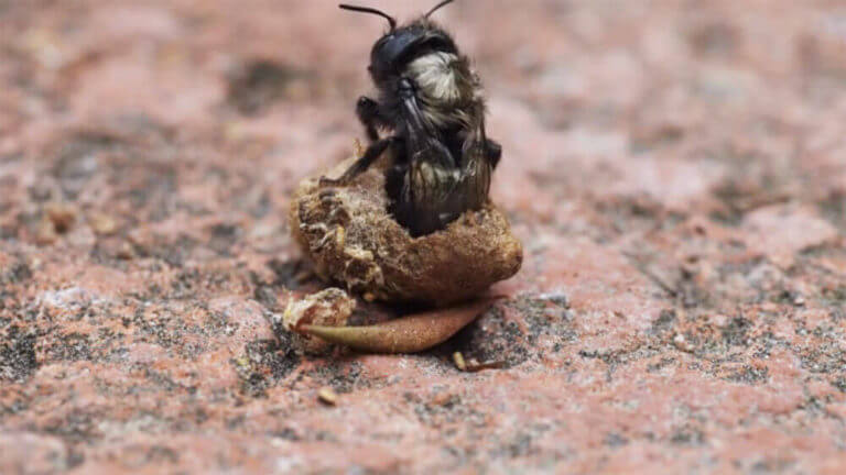 Video: Watch a Mason Bee Emerge From a Cocoon
