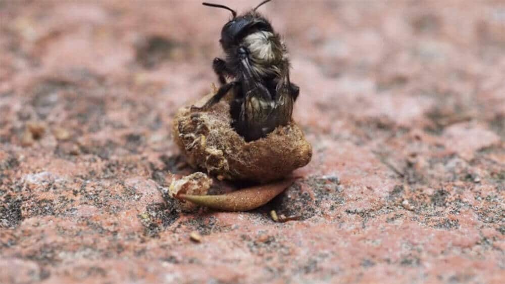 Watch a mason bee emerge from a cocoon