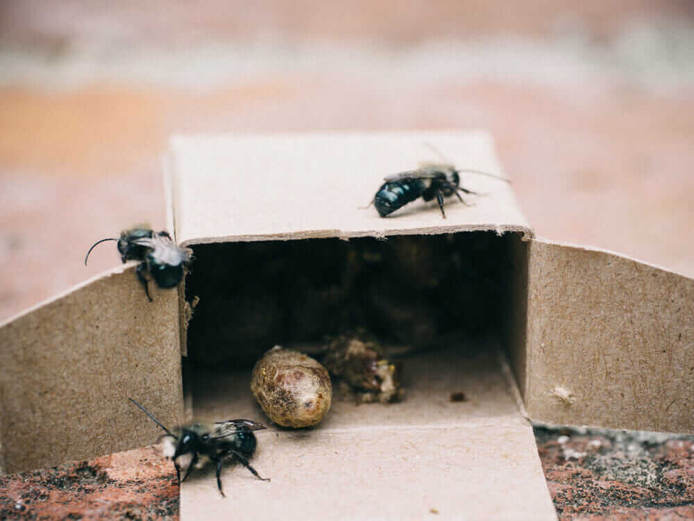 Mason bees and cocoons