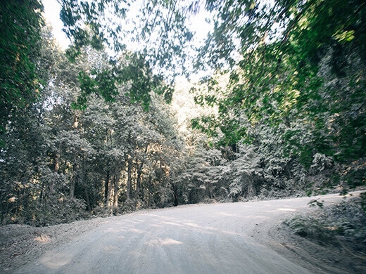 Foliage covered in gray road dust