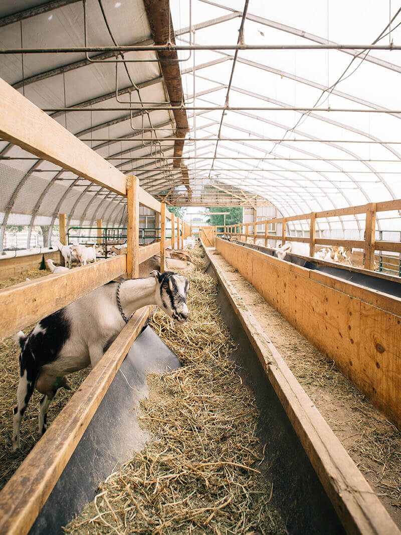 Misty Creek Goat Dairy in Leola, Pennsylvania