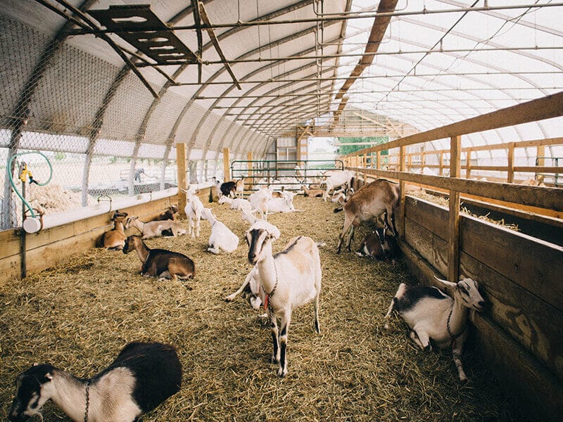 Amish goat farm