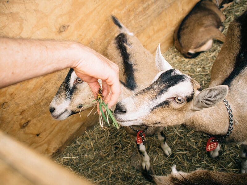 Hungry goats