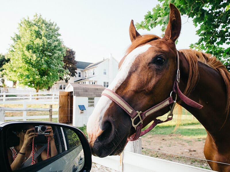 Horse on an Amish farm