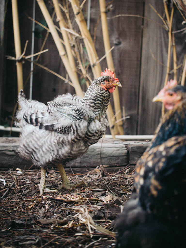 The Big Reason Some Chickens Molt Faster Than Others