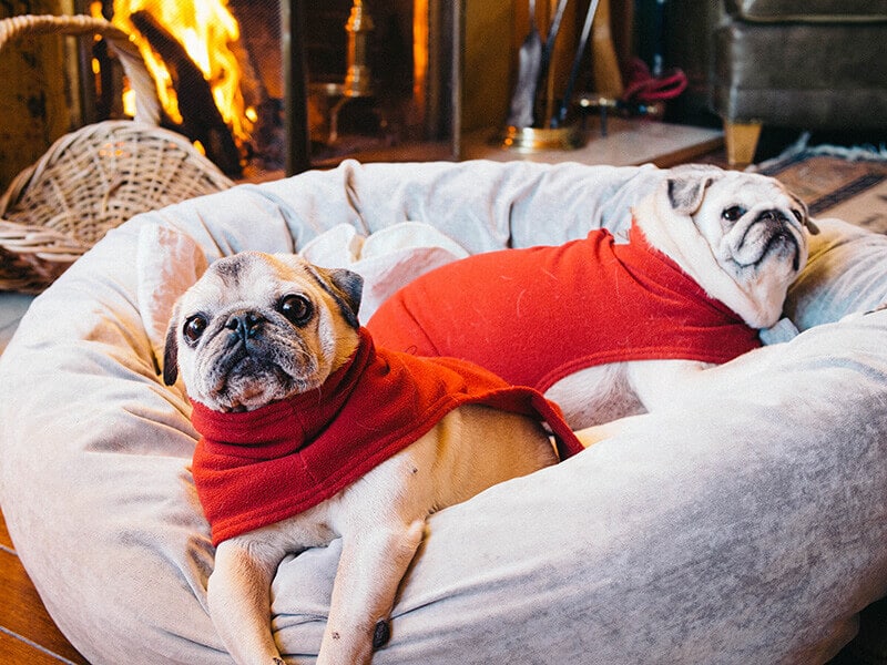 Pugs in Christmas sweaters