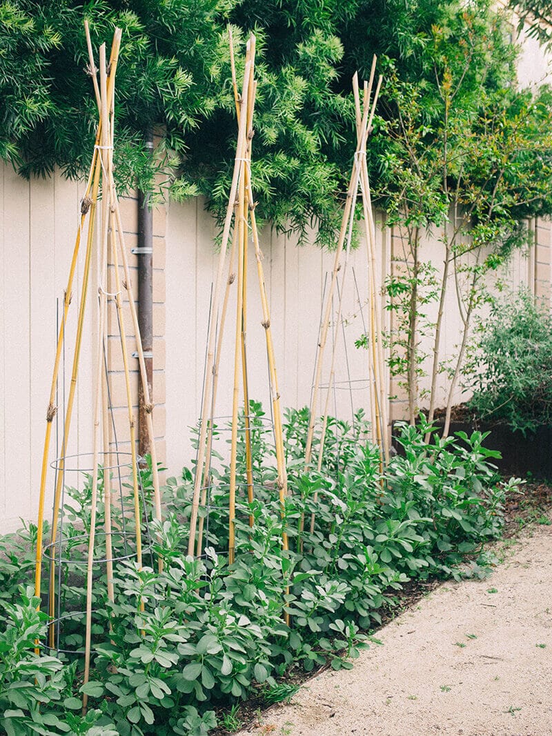 Fava beans with bamboo trellises