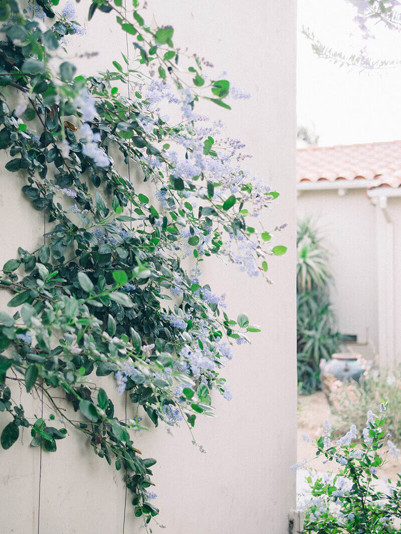 Espaliered California lilac