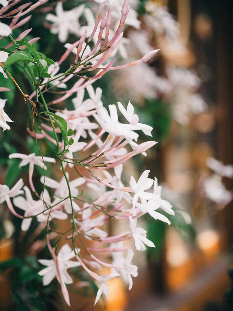 Fragrant jasmine flowers