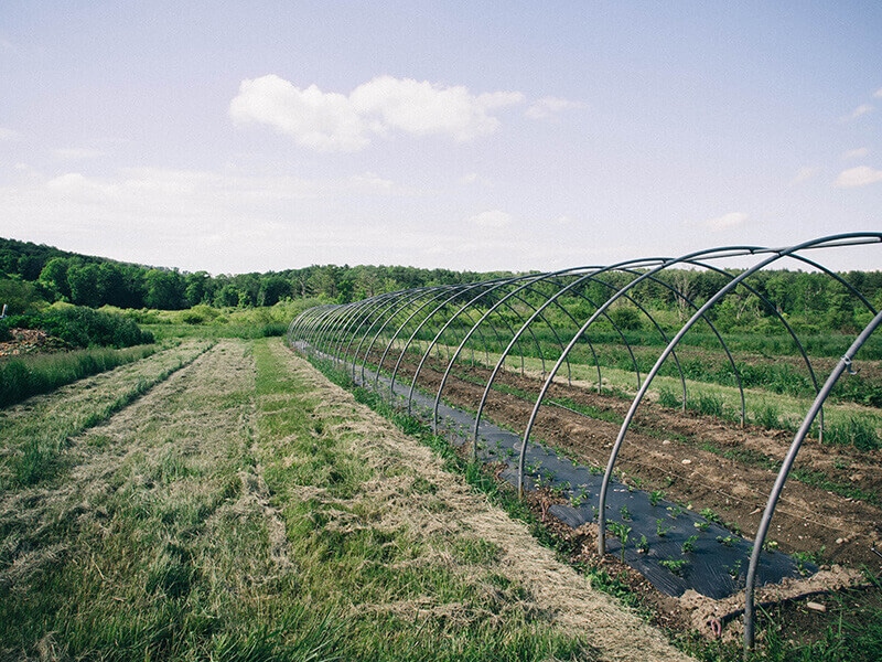 Row crops in an uncovered hoop house