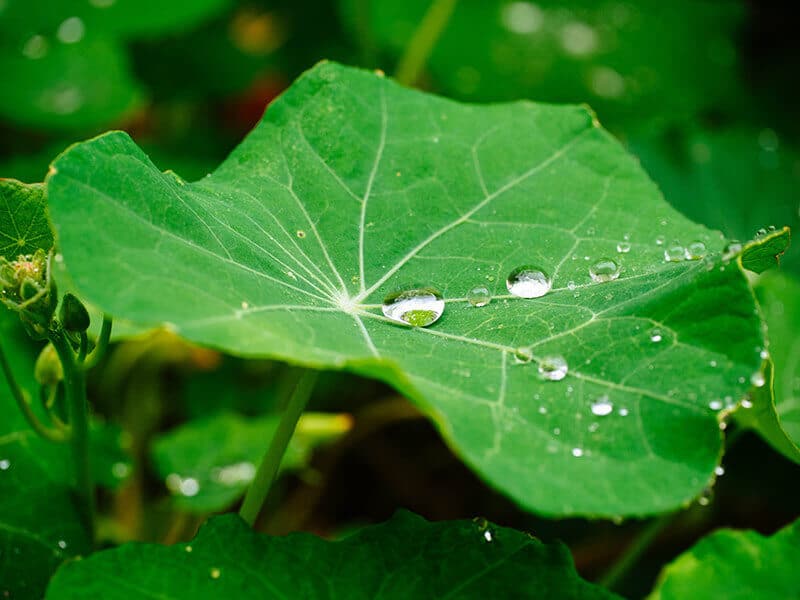 Water droplets on nasturtium leaf
