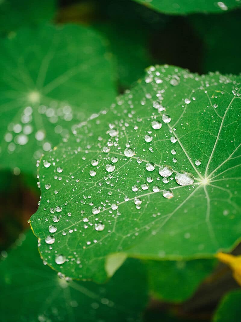 Nasturtium leaf showing the lotus effect