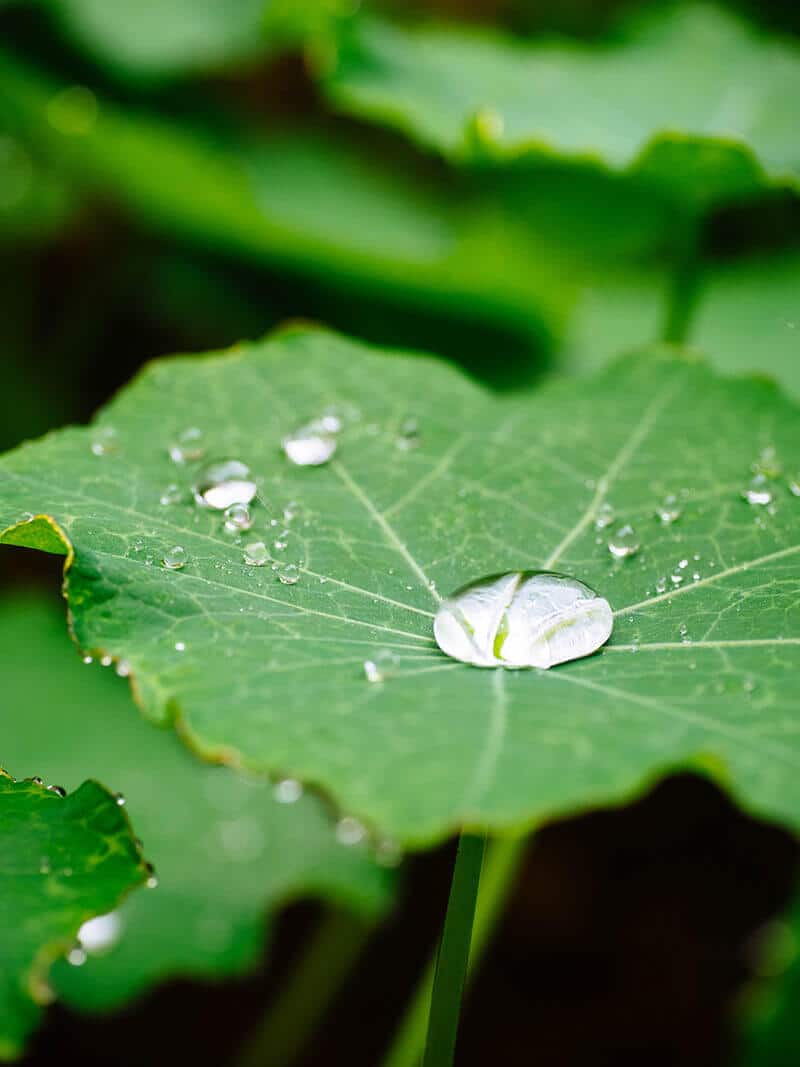 Superhydrophobicity of nasturtium leaf