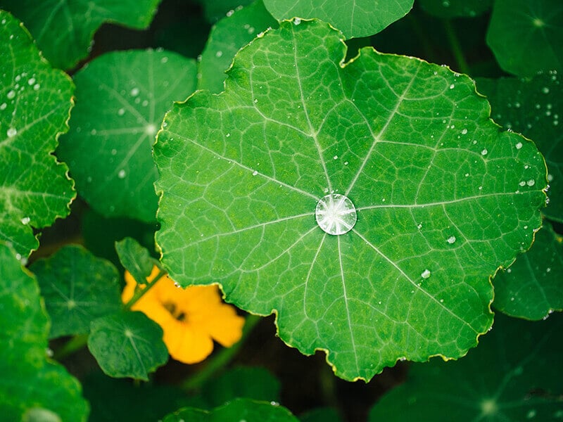 Water droplets on water-repellent nasturtium leaf