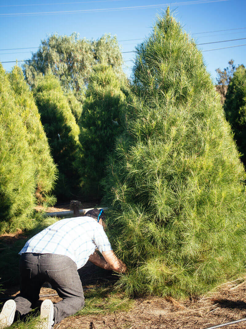 Cutting down our Christmas tree