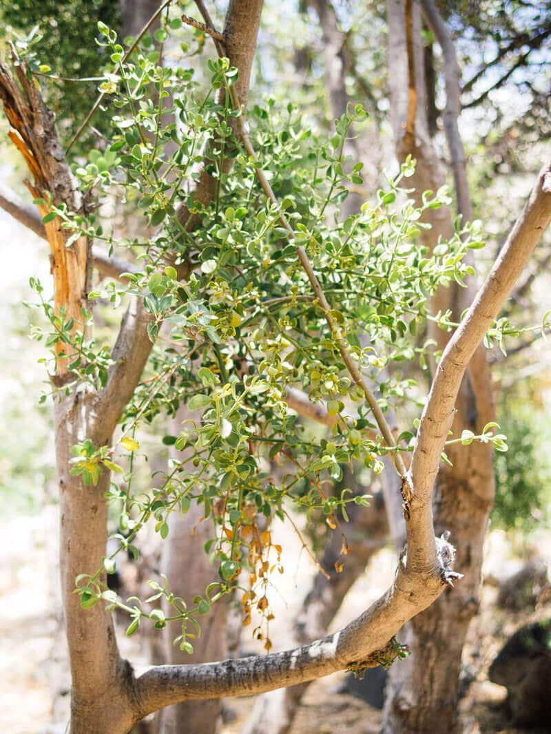 American mistletoe seen in California