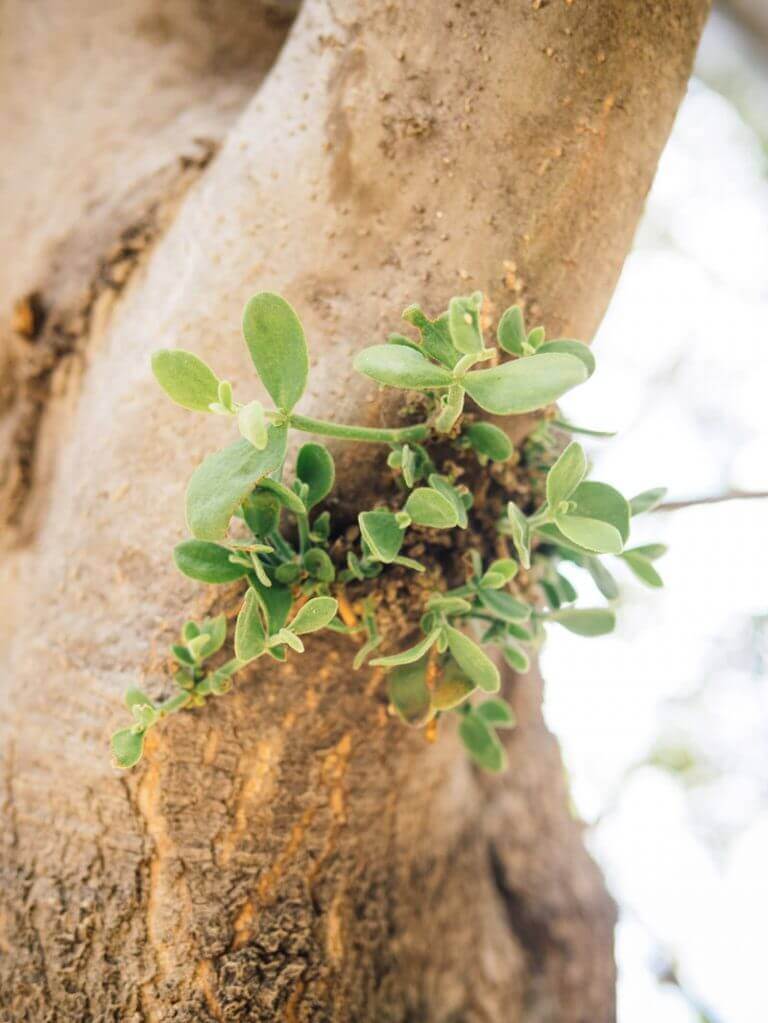 Sprouting Mistletoe The Real (and Weird) Reason We Kiss Under the Mistletoe - Garden Betty