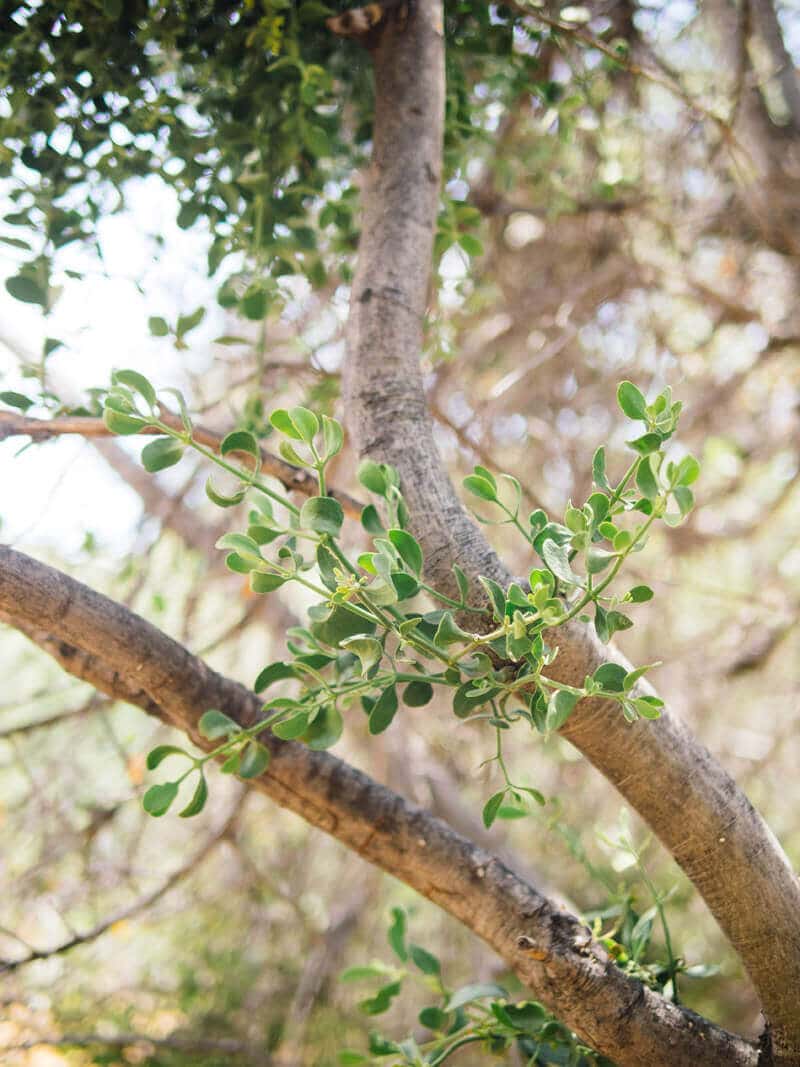Young mistletoe growing on an oak tree