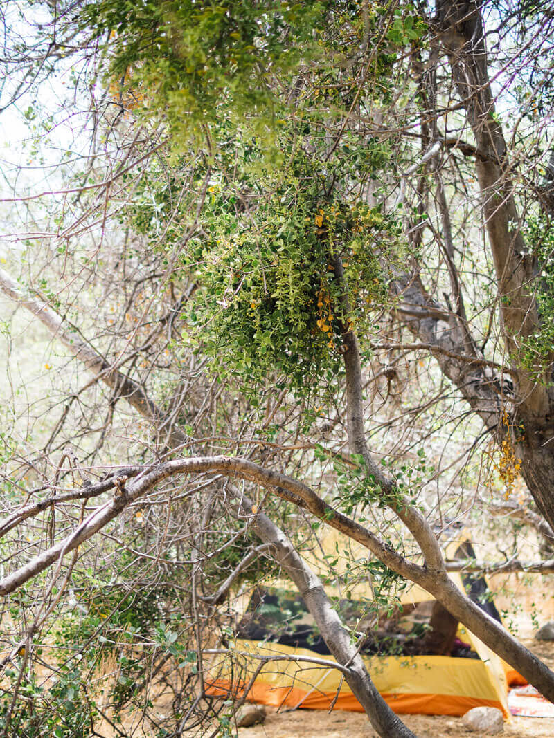 Eastern mistletoe hanging over a campsite