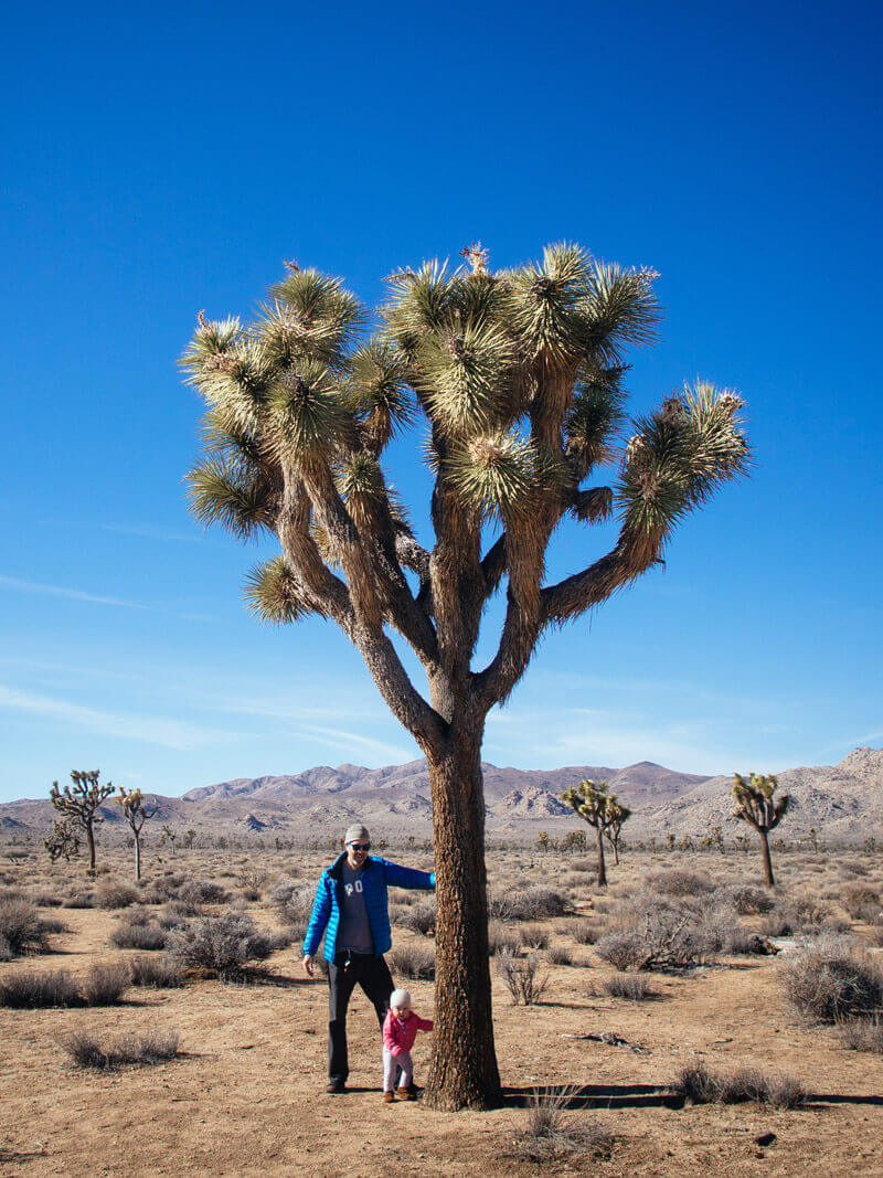 The first day of the new year at Joshua Tree National Park