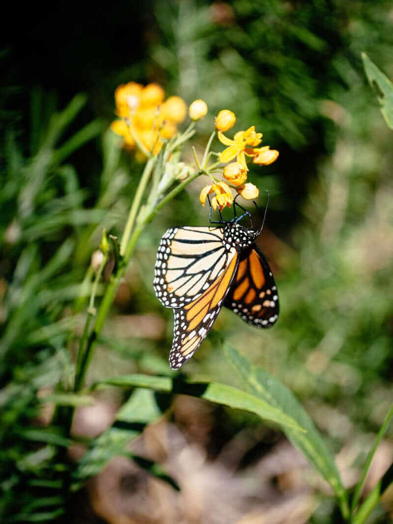 Planting milkweed for the monarchs