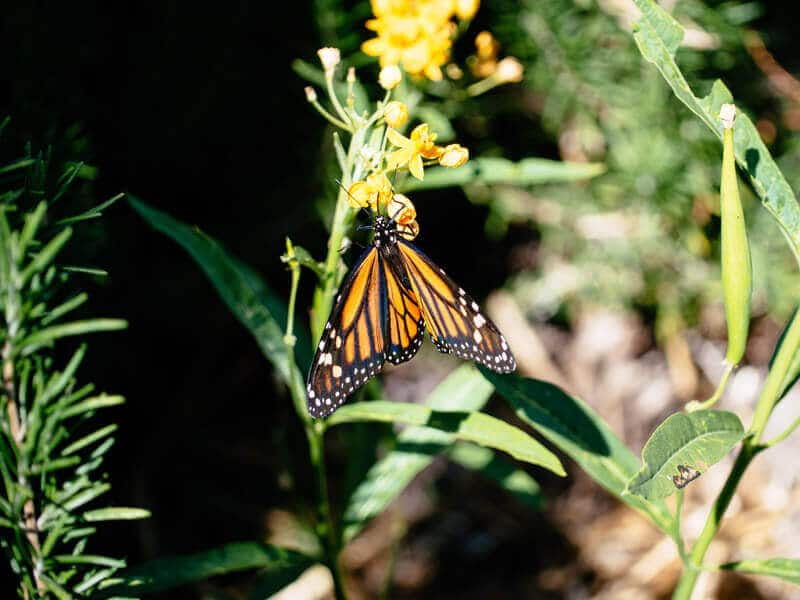 Monarch butterfly in Southern California