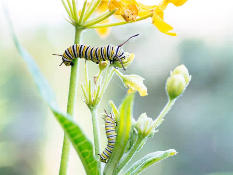 Monarch caterpillars on butterflyweed