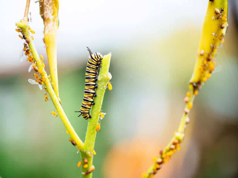 Monarch caterpillar and oleander aphids